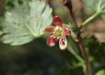Gooseberry