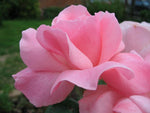 Pink Rose