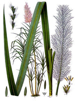 Sugar Cane