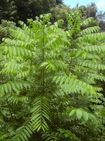Cuban cedar