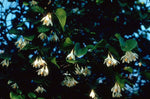 Styrax
