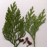Cedar Leaf