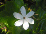 Tahitian Tiare Flower