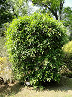 Timut Pepper