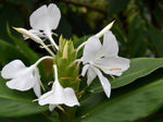 White Ginger Lily