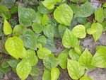 Betel Pepper