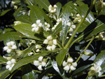 Pitosporum