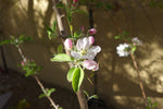 Apple Tree Blossom