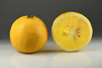 Bergamot from Calabria