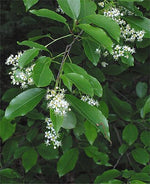 Black cherry