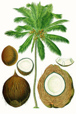 Black Coconut