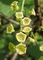 Black Currant Blossom