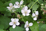 Blackberry Blossom