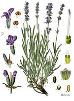 Fresh Lavender