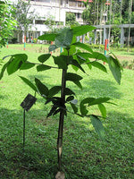 Gurjun Balsam