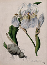 Iris Root
