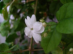 Jasmin Sambac