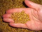 Malt