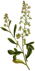 Mignonette