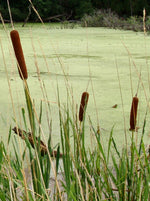 Bulrush