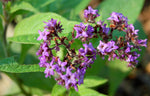 Heliotrope Blossoms