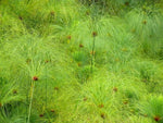 papyrus wood