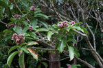 Tonka Beans