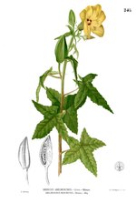 Ambrette Seeds Absolute