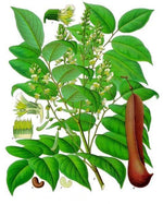 Balsam of Peru absolute