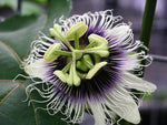 Brazilian passion fruit