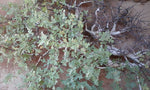 Omumbiri Myrrh