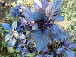 Purple Basil