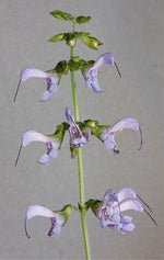 Red Sage