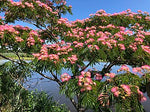 Silk Tree blossom