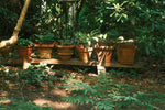Terracotta