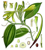 Vanilla from Madagascar