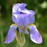 Violet Root
