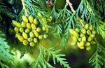 White Cedarwood