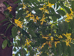 Ylang ylang extrait