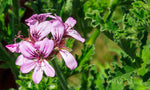 Rose Geranium
