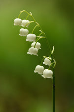 Alpine lily of the valley