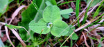 Dew Drop