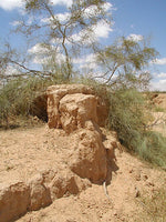 tamarisk wood