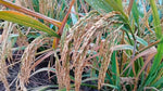 Rice Powder