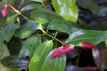 Cinnamon Leaf