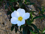 Spanish cistus absolute
