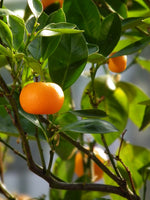 Blood Mandarin