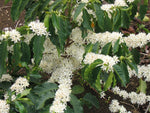 Coffee Tree