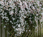 Sambac Jasmine