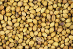 Coriander Seed Templar